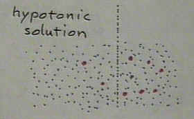 Diagram of hypotonic solution.